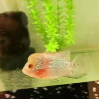 جوجه ماهی فلاور هورن