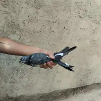 کبوتر