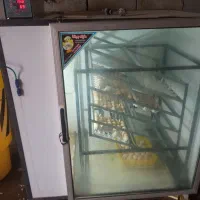 دستگاه جوجه کشی