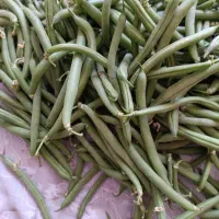لوبیا سبز تازه