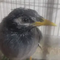 مرغ مینا رام رام