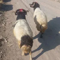 قوچ پر گوشت
