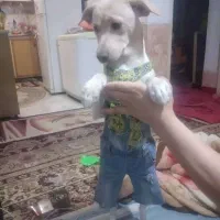 گمشده