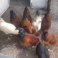 8 عدد خروس محلی پلدختر
