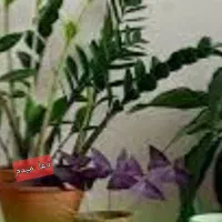 گلهای اپارتمانی