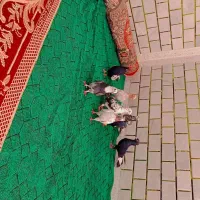 8عددکبوتر|پرنده|حمیدیه, |دیوار