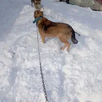 واگذار|سگ|ایواوغلی, |دیوار