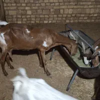 ۶ راس بز پاکستانی و دورگ
