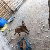 پاکوتاه باتوله واگذاری