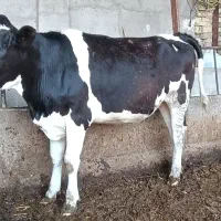 گوساله چاق ماده