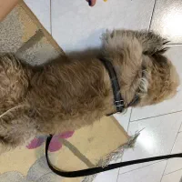 سگ مهربان ساکت
