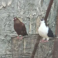 چندعدکبوترگرفتنی