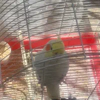 عروس هلندی