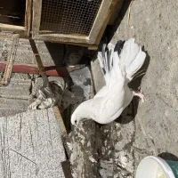 یک عدد کبوتر دمچتری نر و سبز تهرانی ساعت سنگین