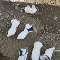 کبوتر چتری