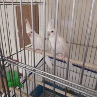 عروس هلندی آلبینو با جوجه