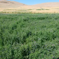 یونجە|گل و گیاه طبیعی|میاندوآب, |دیوار