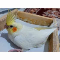جوجه سرلاکی