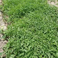 شیتیل گوجه