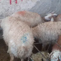 ۲۰ بره نر سفت چاق و بز چاق