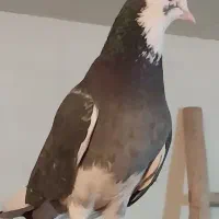 ابلغ سیاه پرشی با جوجه