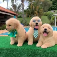 سگ گلدن رتریور اصیل