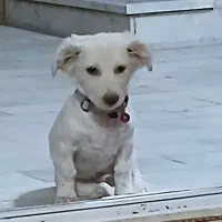 توله سگ ۵ ماهه