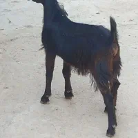 بزغاله نرنژادخوب سالم