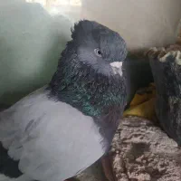 پرنده ی کله پفکی