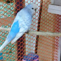 یک جفت مرغ عشق اینگلیسی اصلی ترین نژاد ۷ تخم