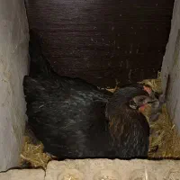 مرغ کرچ گلین