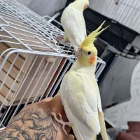 عروس هلندی