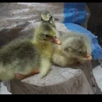 جوجه قاز حمیدیه