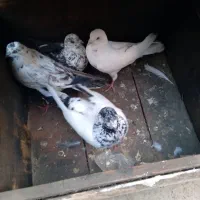 کبوتر تهرانی