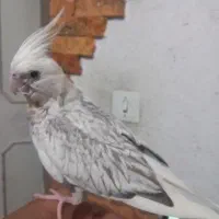 طوطی عروس هلندی نژاد ایزابلا۳ماهه نر