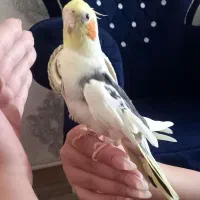 دو عدد جوجه عروس هلندی نر