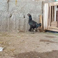 مرغ لاری مشکی قلم سیاه اصیل و ۱۵ عدد جوجه بی همتا