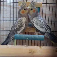 جوجه عروس هلندی