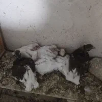 جوجه کبوتر رایگان