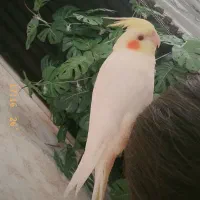 جوجه عروس هلندی