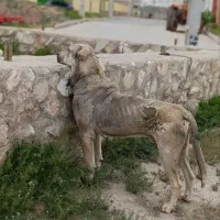 توله