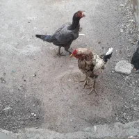 لاری|حیوانات مزرعه|ویلکیج, |دیوار