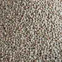 عدس دیمه با کیفیت
