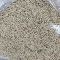 عدس ریز