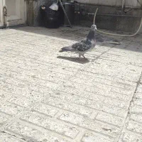پلاکی ماده