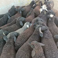 بره نر