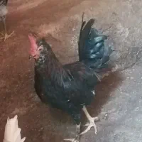 فروش دو عدد خروس گلین