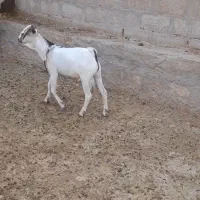 نر سومال شاخ غوچی
