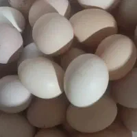 تخم مرغ نطفه دار