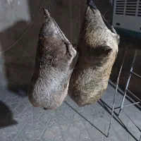 هیزه روغن